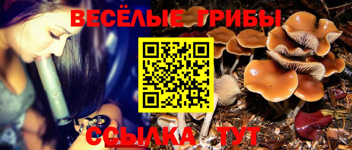 Псилоцибиновые грибы мицелий Алатырь